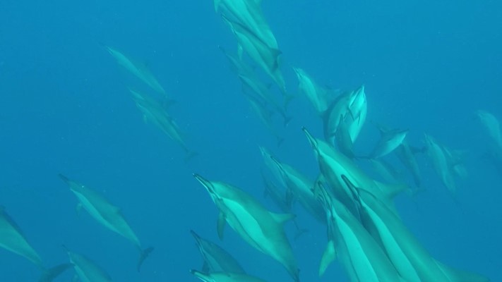 Dolphins at Marsa Shagra House Reef by Eliane Bürgisser